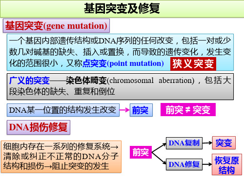 基因突变及修复课件