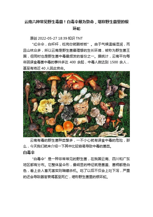 云南六种常见野生毒菌！白毒伞最为致命，堪称野生菌里的银环蛇