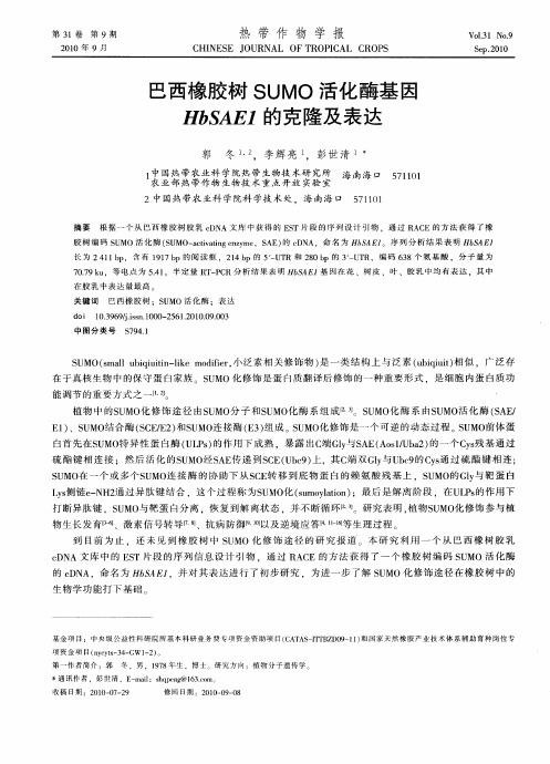 巴西橡胶树SUMO活化酶基因HbSAE1的克隆及表达