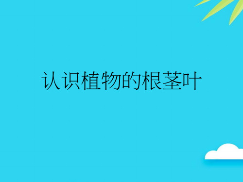 认识植物的根茎叶优质PPT资料