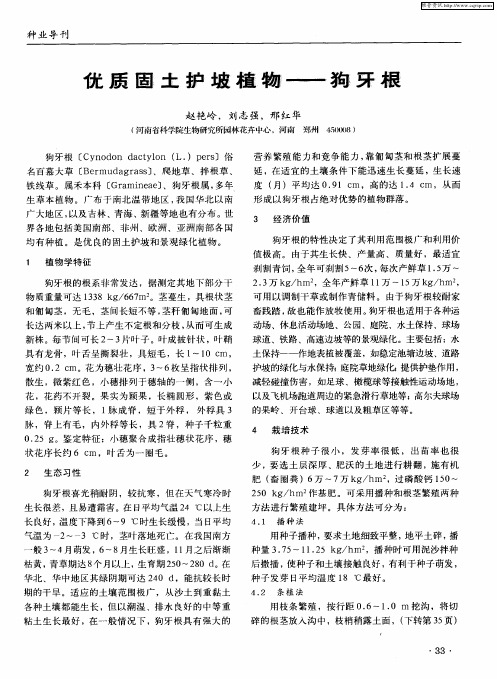 优质固土护坡植物——狗牙根