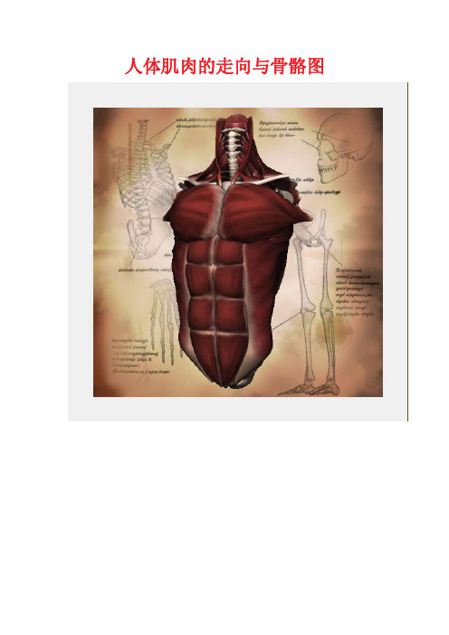 人体肌肉的走向与骨骼图
