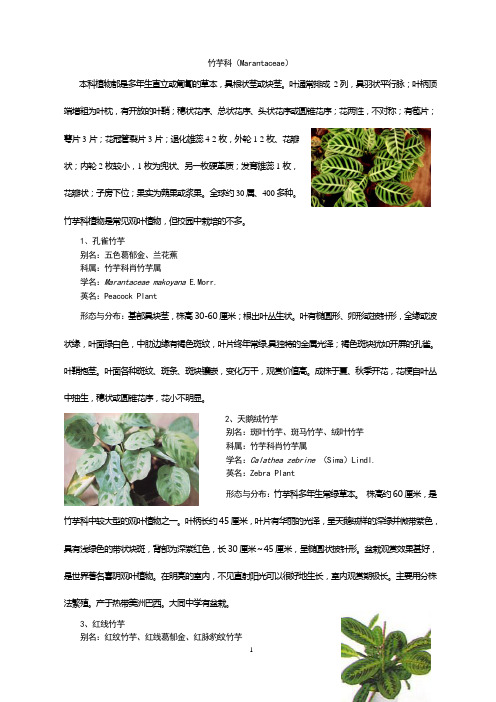 _厦门校园中常见植物