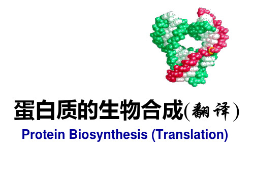 分子生物学 翻译