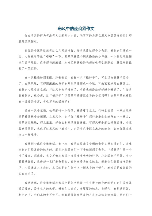 寒风中的流浪猫作文