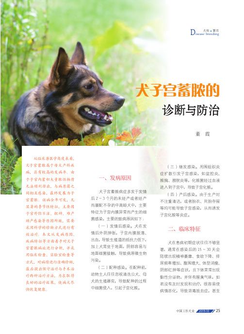 犬子宫蓄脓的诊断与防治