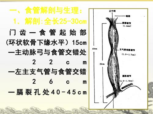 食管的解剖和生理ppt课件