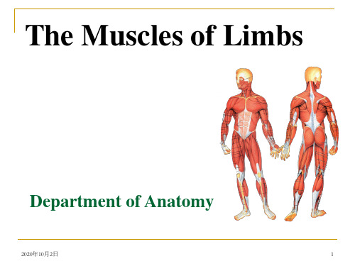 四肢肌-ppt人体解剖学PPT课件