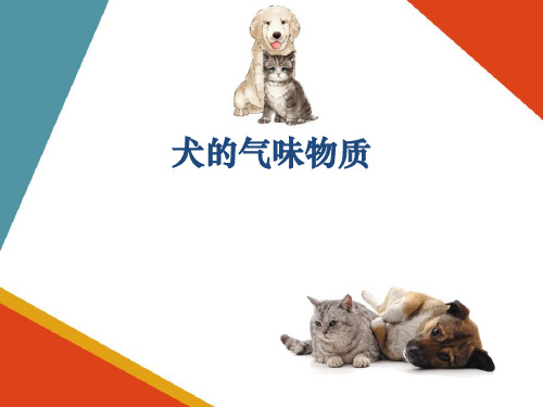 犬的气味语言—犬的阴道分泌物(宠物心理与行为课件)