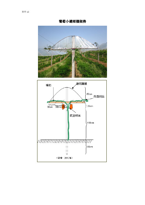 葡萄小避雨棚架势