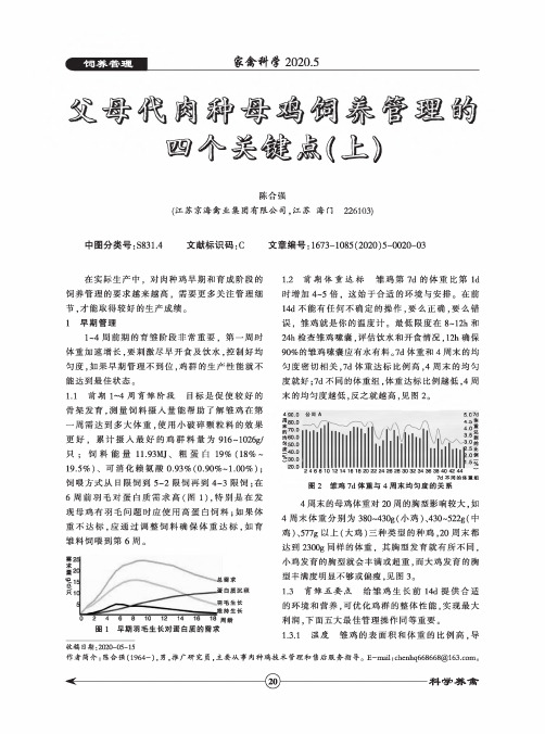 父母代肉种母鸡饲养管理的四个关键点(上)