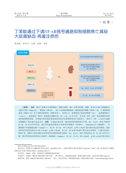 丁苯酞通过下调NF-κB_信号通路抑制细胞焦亡减轻大鼠肾缺血-_再灌注损伤