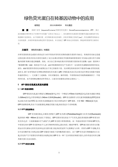 绿色荧光蛋白在转基因动物中的应用