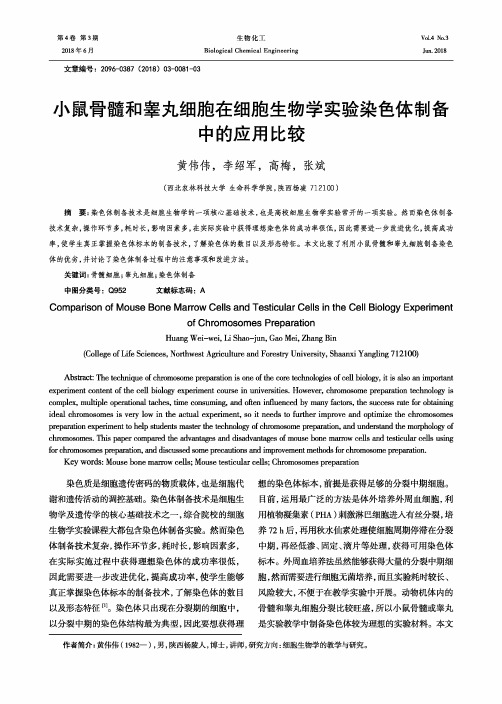 小鼠骨髓和睾丸细胞在细胞生物学实验染色体制备中的应用比较