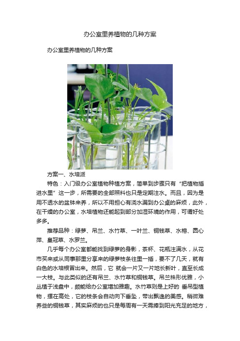 办公室里养植物的几种方案