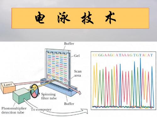 电泳技术参考课件