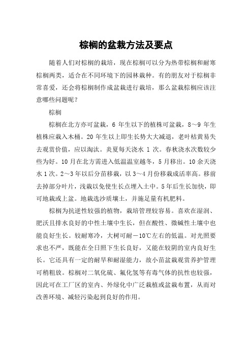 棕榈的盆栽方法及要点