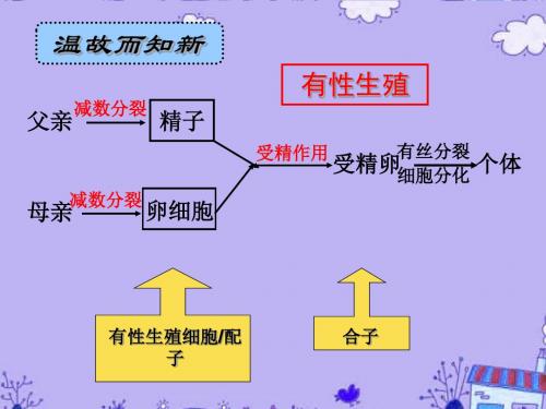 高一生物有性生殖 新课标 人教版 必修2