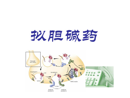 拟胆碱药-药理学课件