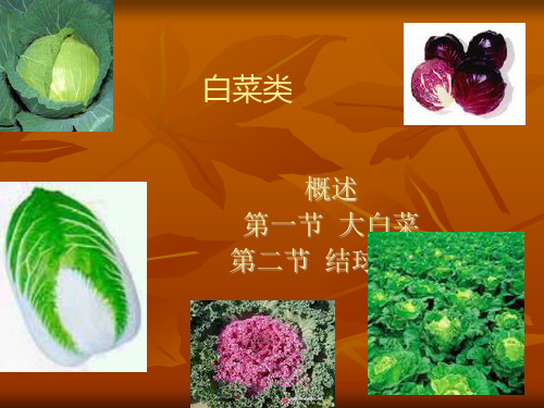 大白菜类蔬菜