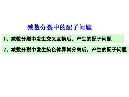 减数分裂中的配子问题 高中生物必修二教学课件PPT 人教版