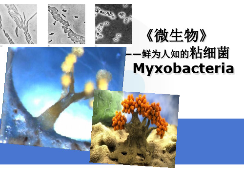 首师大版 六年级下册 技术与科学《3微生物》课件