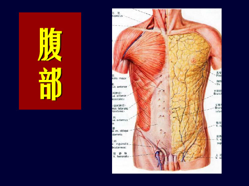 局部解剖学腹部