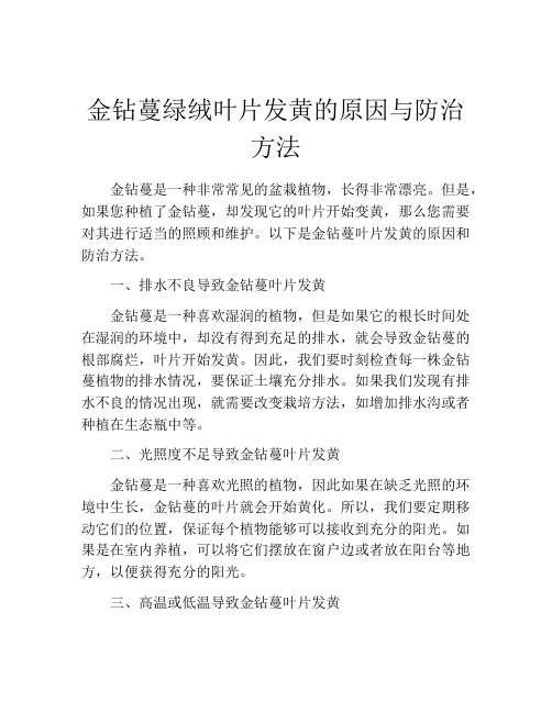 金钻蔓绿绒叶片发黄的原因与防治方法