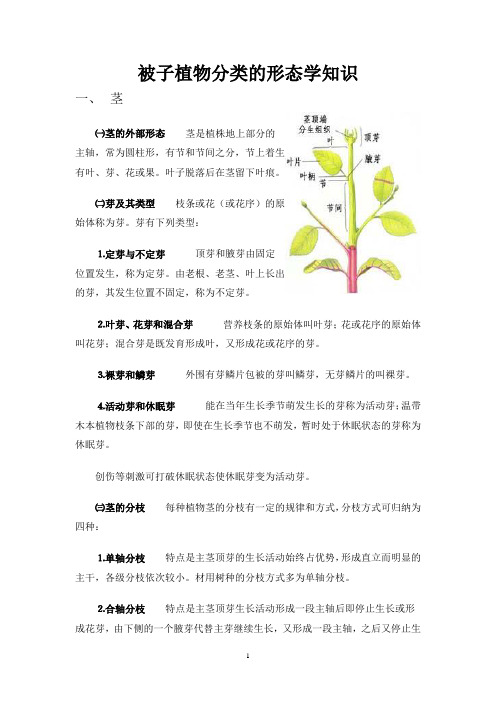 被子植物分类的形态学知识