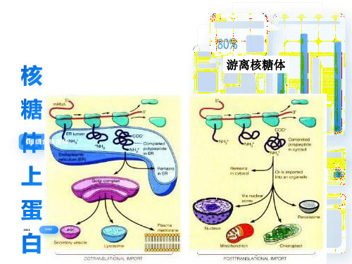 细胞内蛋白质的分选和运输-细胞生物学-课件1-10