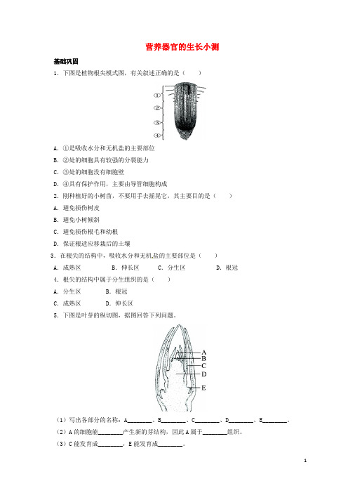 七年级生物上册-3-6-2-营养器官的生长自我小测-北师大版1