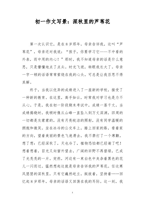初一作文写景:深秋里的芦苇花