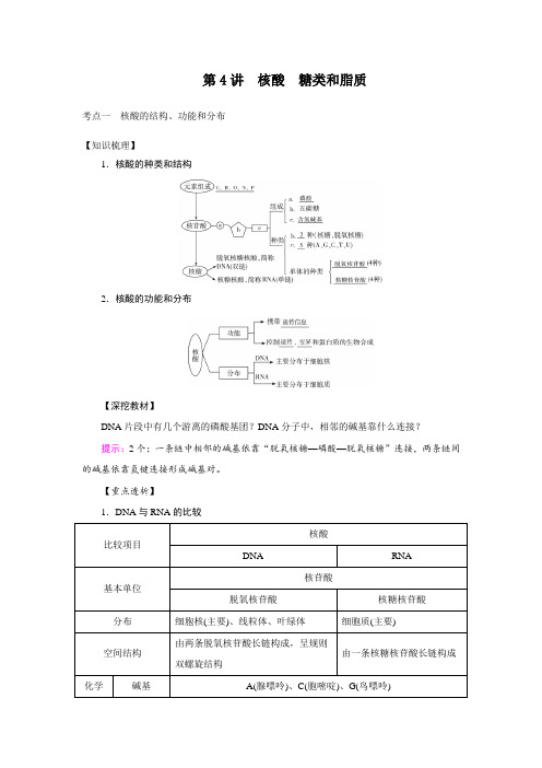 2022年高考生物一轮复习讲义：第4讲 核酸 糖类和脂质