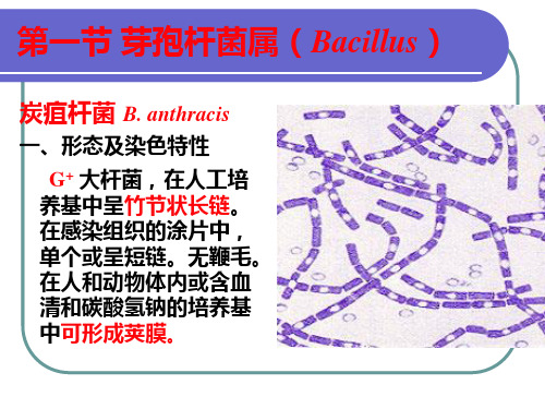 第四章产芽孢的细菌