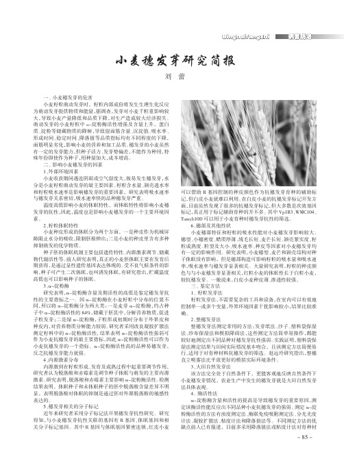 小麦穗发芽研究简报