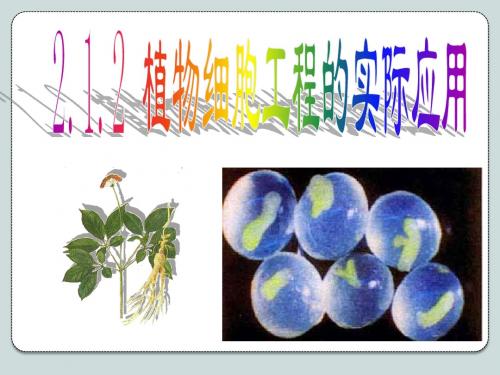 植物细胞工程的应用