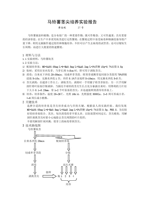 马铃薯茎尖培养实验报告