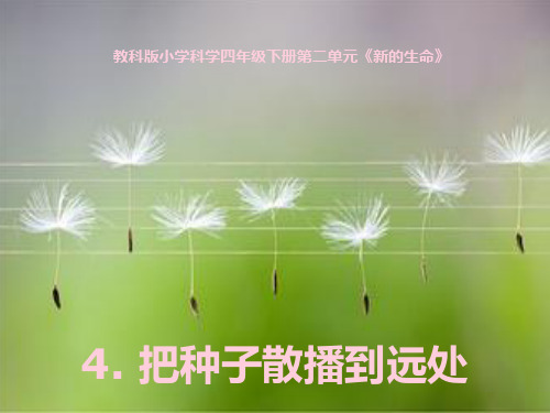 四年级下册科学课件 -2.4 把种子散播到远处 | 教科版 (共25张PPT)