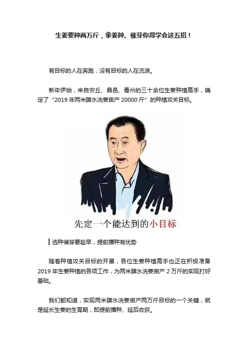 生姜要种两万斤，拿姜种、催芽你得学会这五招！