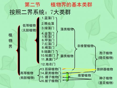 102第十章植物界的基本类群高等植物