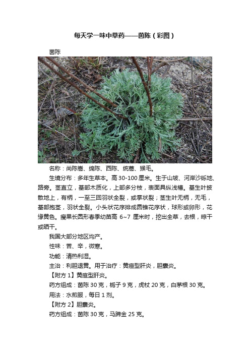 每天学一味中草药——茵陈（彩图）