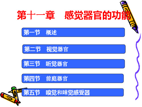 生理学感觉器官PPT课件