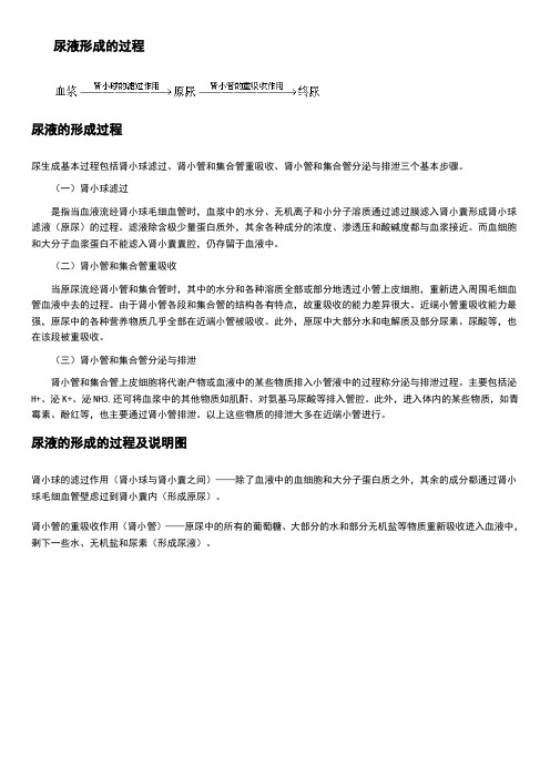 尿液形成的过程资料