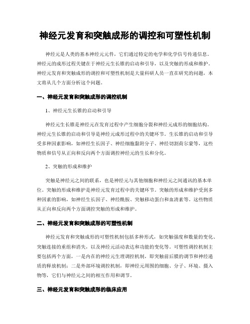 神经元发育和突触成形的调控和可塑性机制