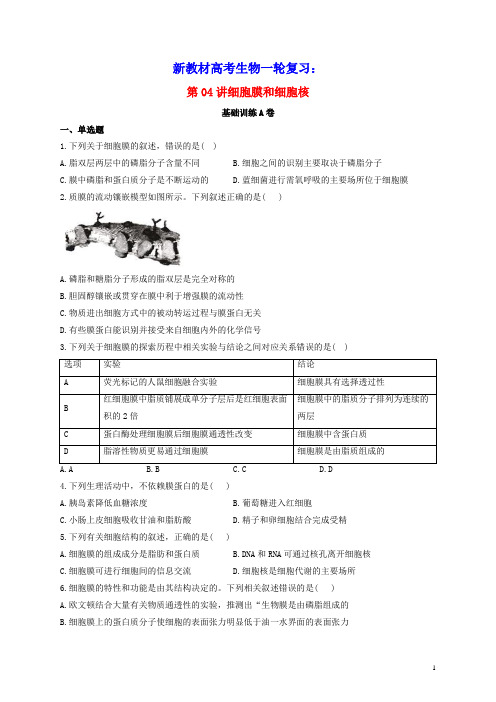 新教材高考生物一轮复习第二单元细胞的基本结构和物质的运输第04讲细胞膜和细胞核基础训练A卷含解析