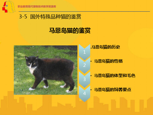 马恩岛猫(曼克斯)PPT资料优秀版