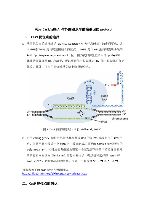 利用Cas9-gRNA-体外细胞水平敲除基因