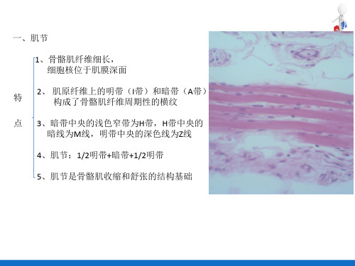 基本组织—肌组织(人体解剖生理学)