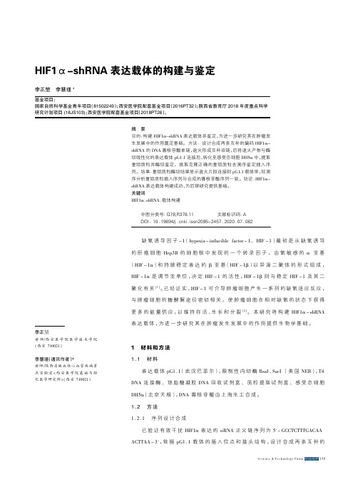 hif1α-shrna表达载体的构建与鉴定