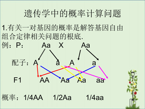 两种遗传病概率计算